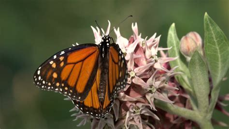 Number of monarch butterflies wintering in Mexico drops 22%